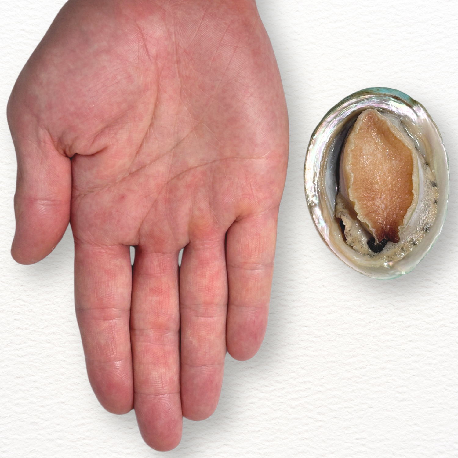 Fresh Wild-Caught Abalone – Australian Premium (Live-Grade)
