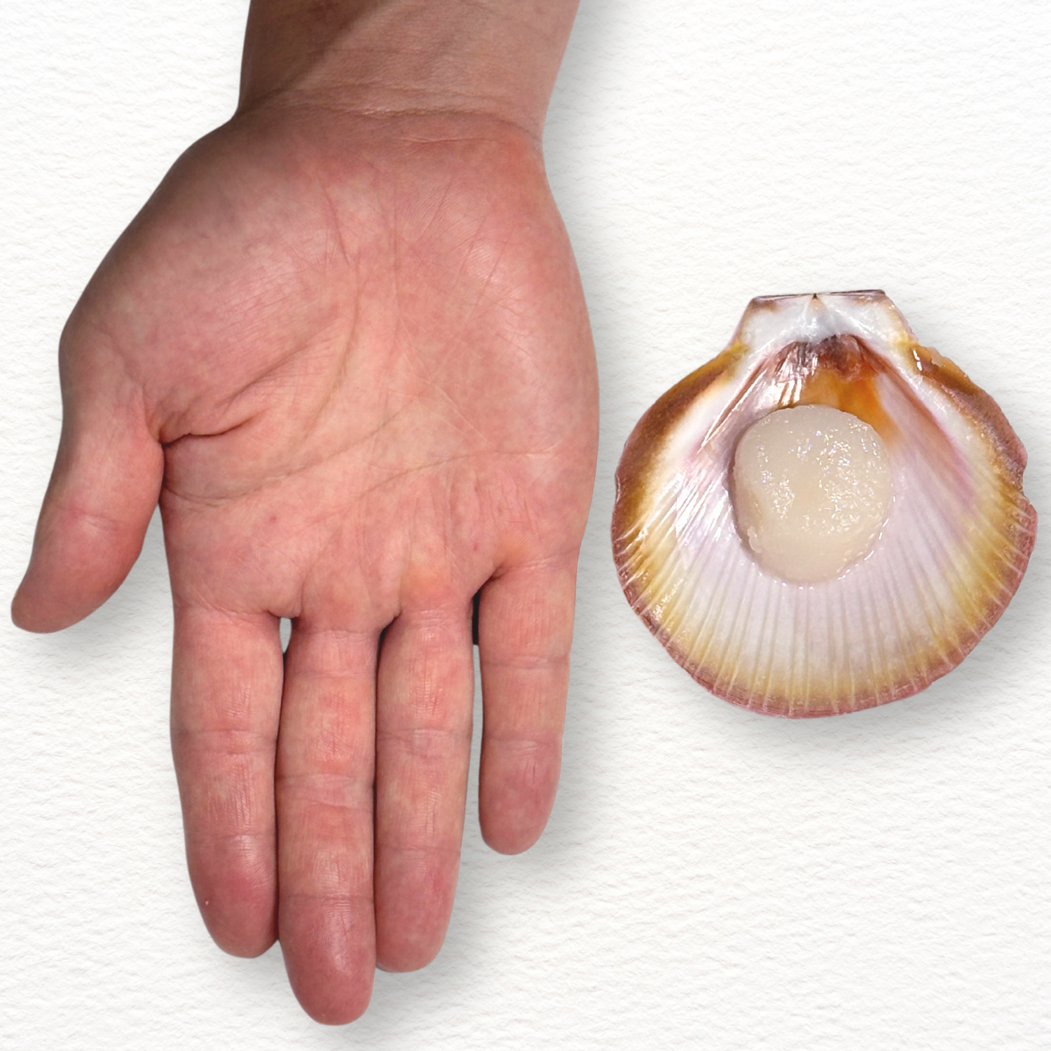 Half Shell Scallops – Wild-Caught Premium Grade (Fresh)