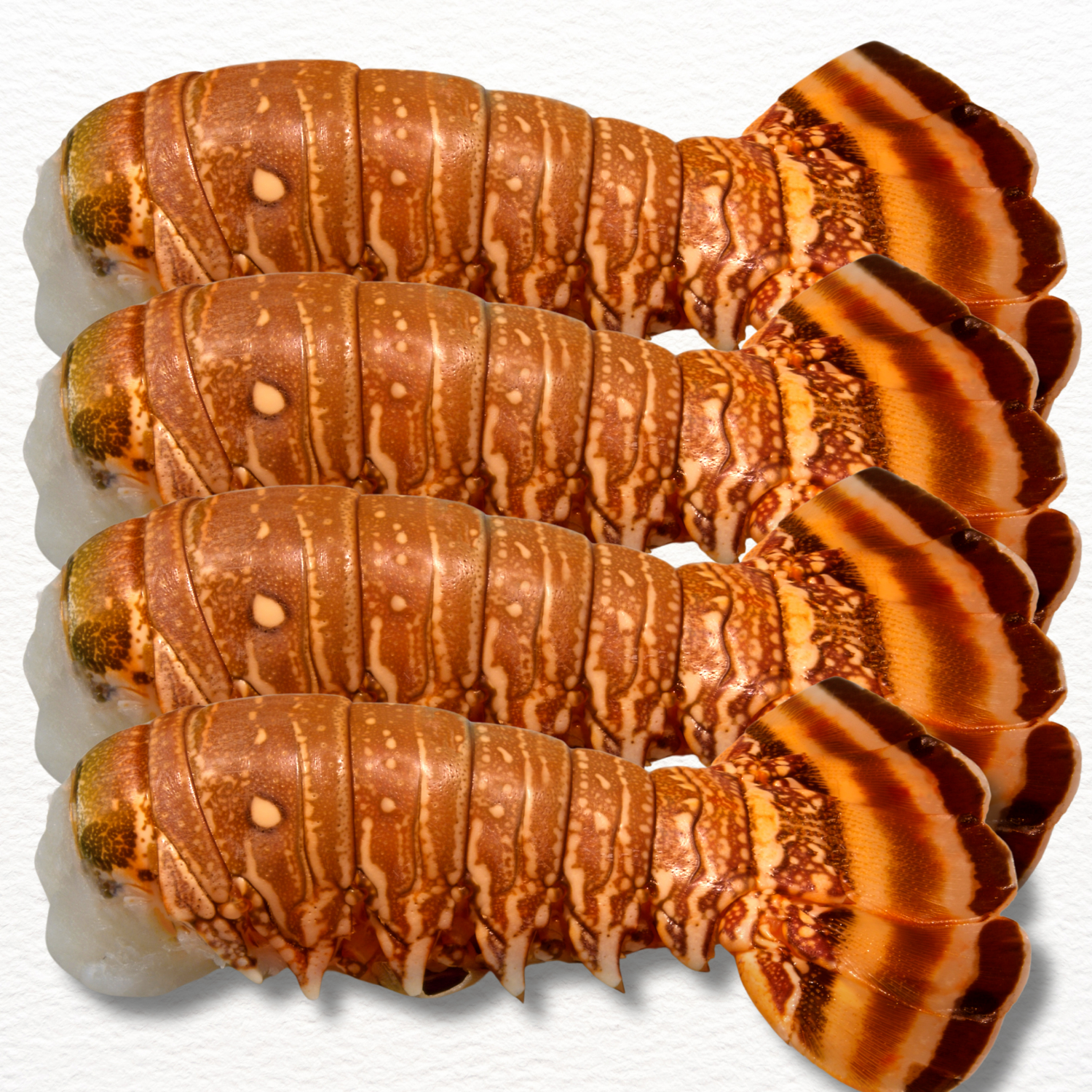 Lobster Tail – Wild-Caught Australian Premium (Fresh)