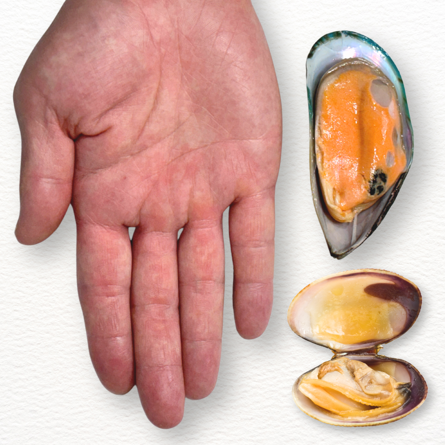 Mussels & Pipis – Fresh Australian Shellfish for Pasta, Stew & Grill
