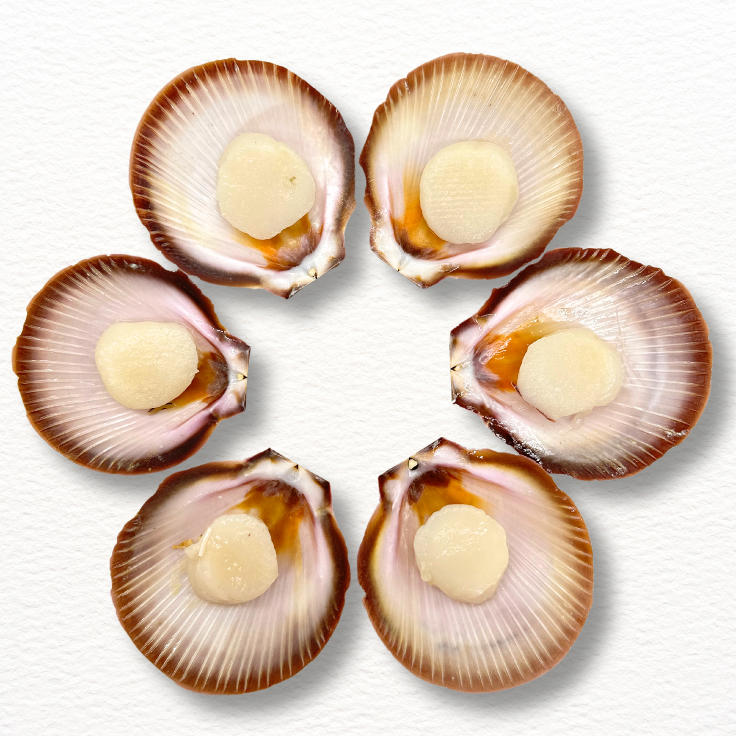 Half Shell Scallops – Wild-Caught Premium Grade (Fresh)