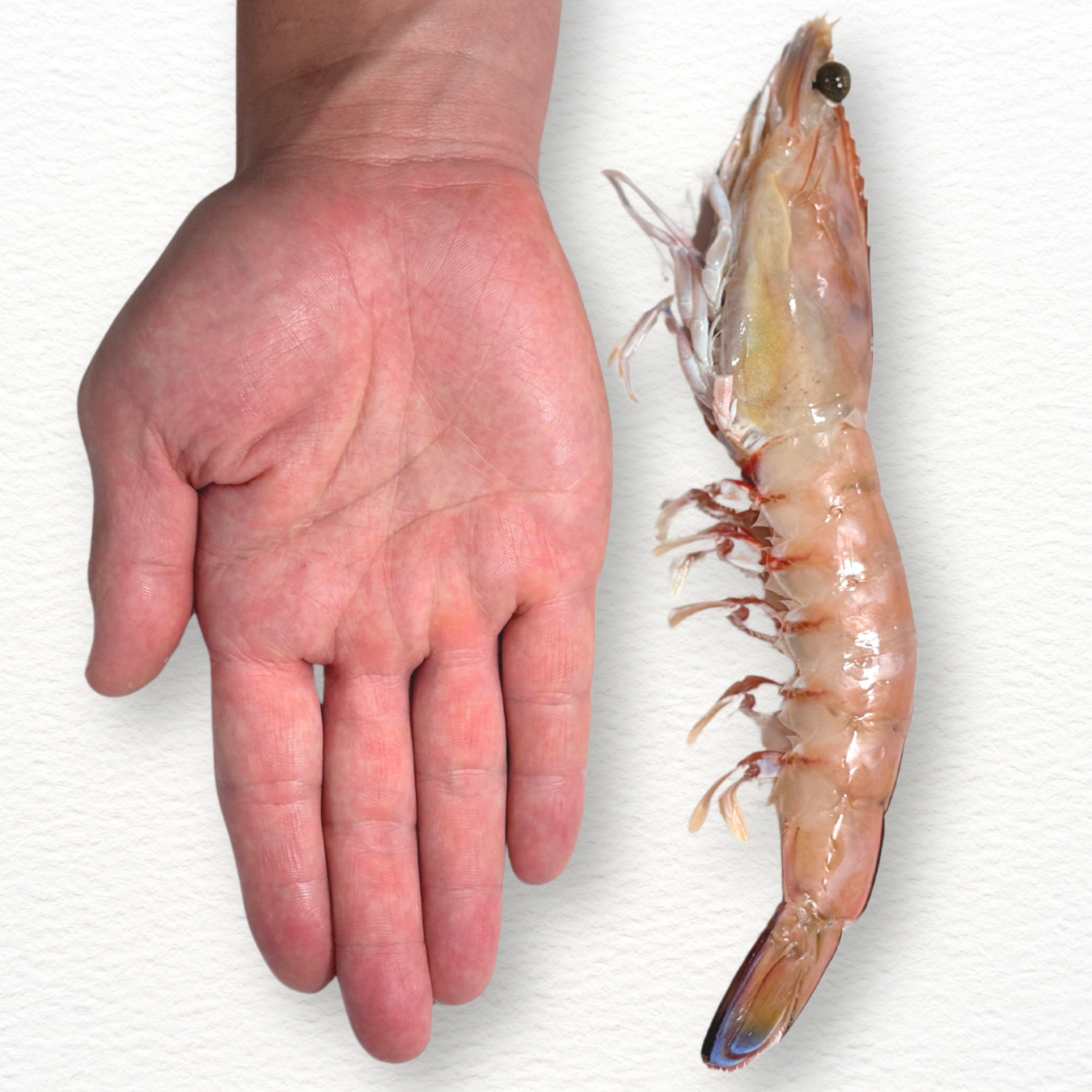 Tiger King Prawns – Extra Large U6 Size, Fresh (4pcs)