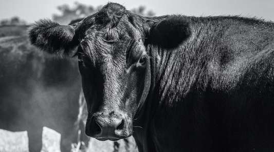 Marbling in Wagyu: Australia, Japan, US & Korea