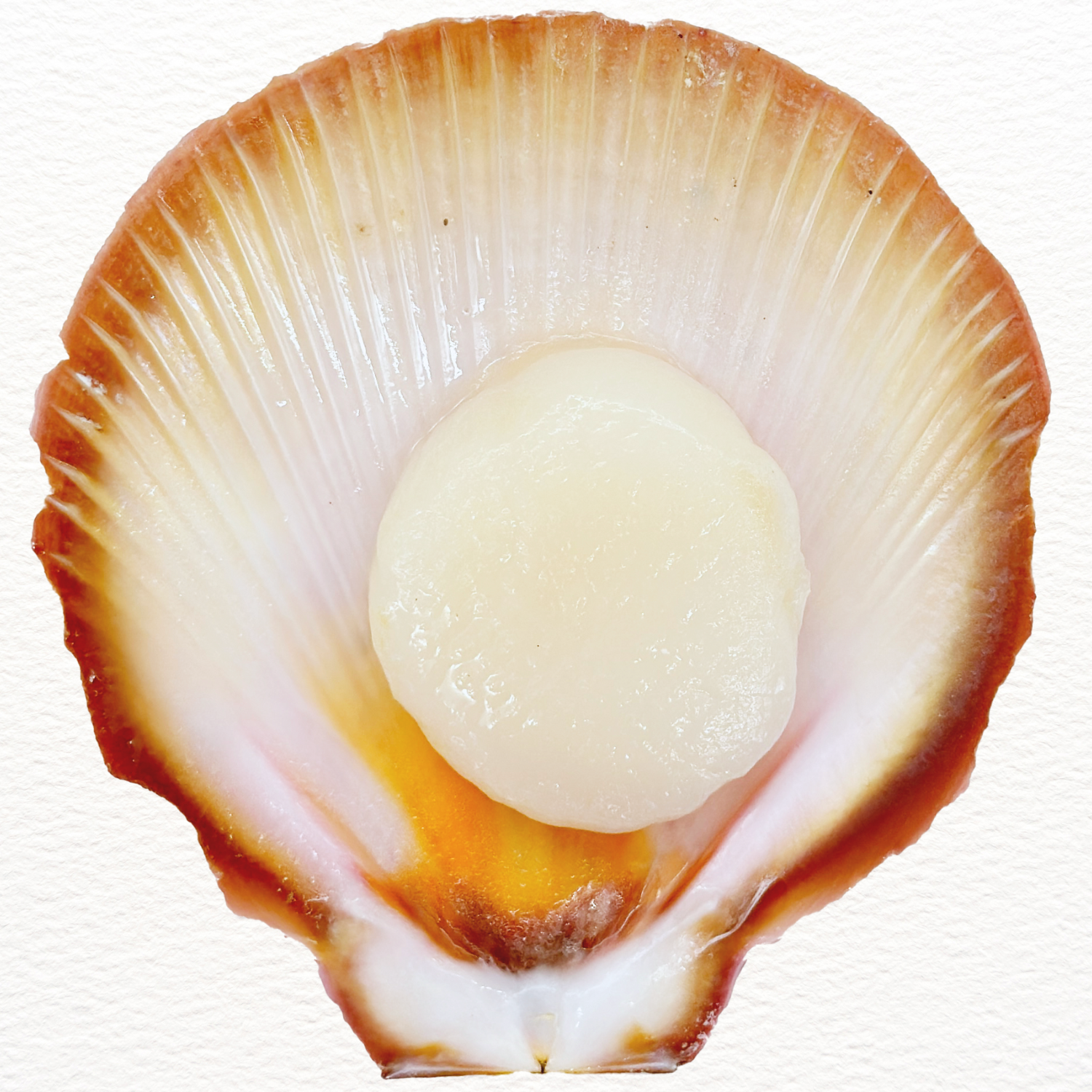 1/2 SHELL SCALLOP