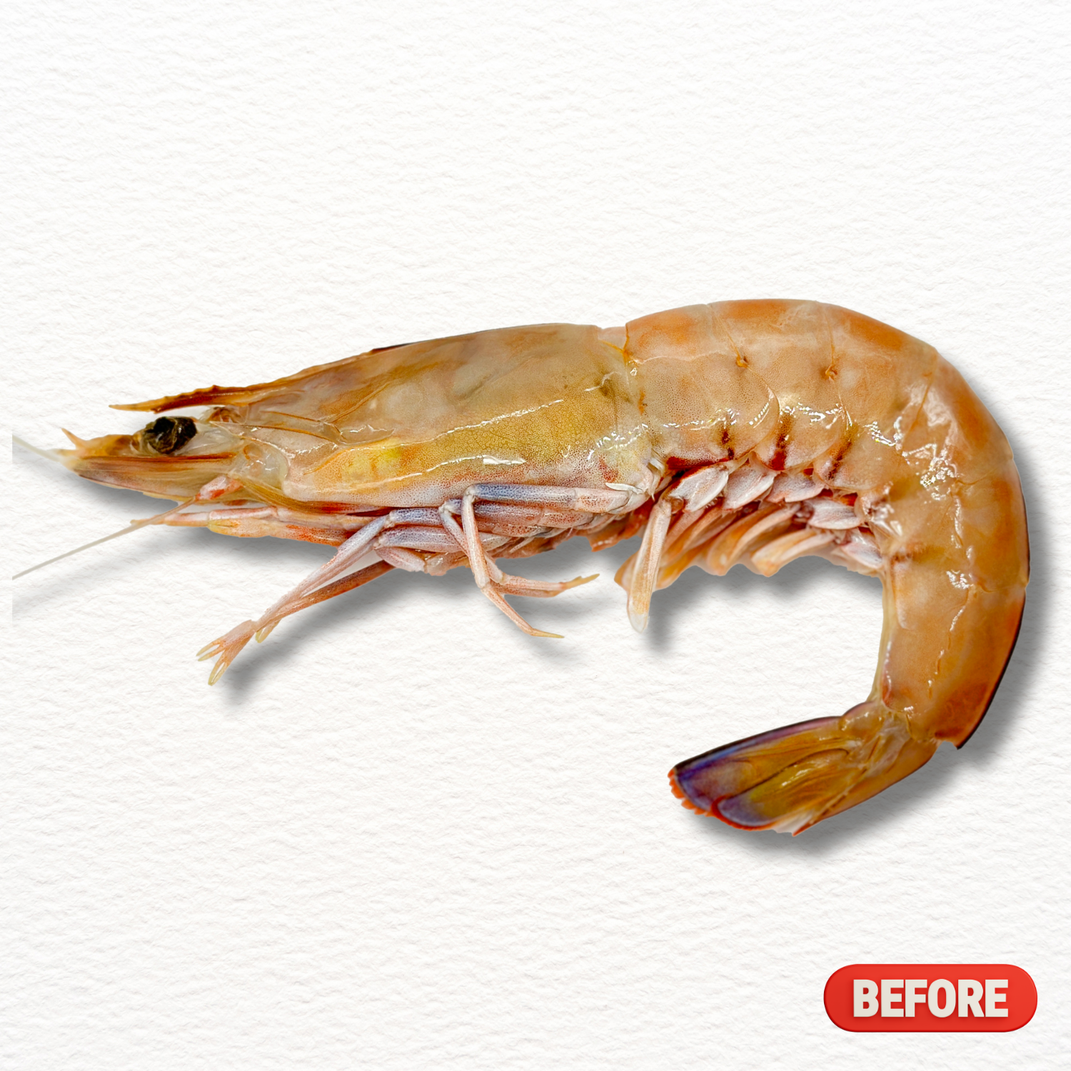 TIGER KING PRAWNS U6