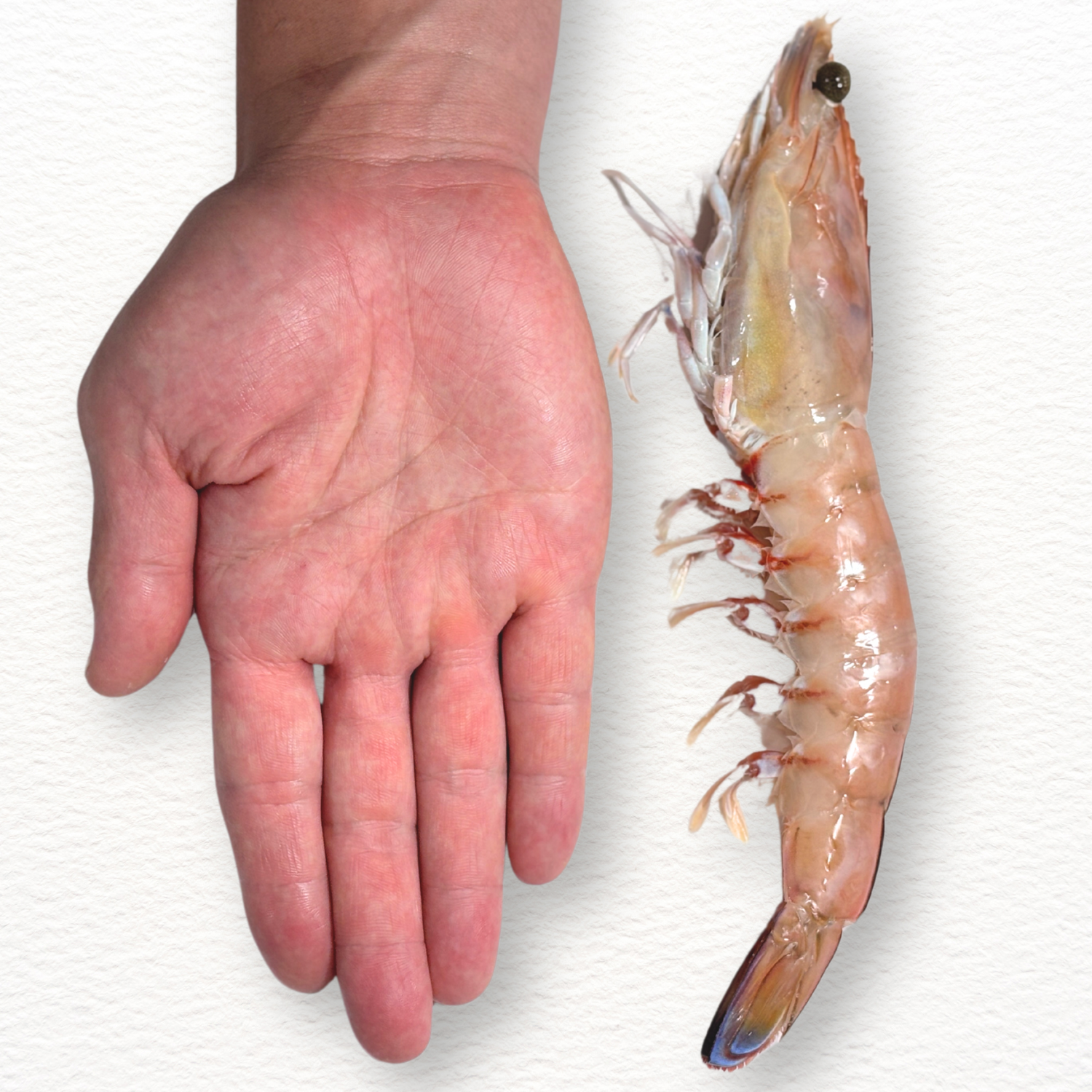 TIGER KING PRAWNS U6